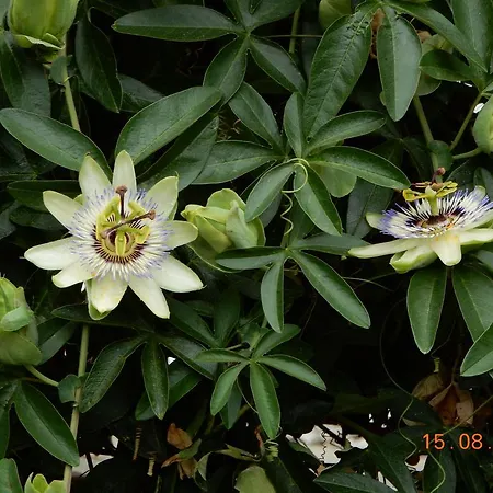 アパート Casa Romantica In Liguria