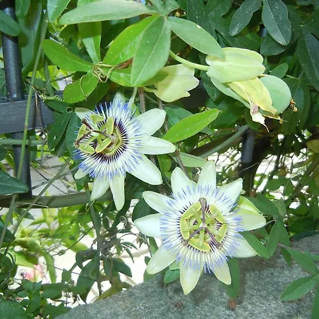 Casa Romantica In Liguria アパート Testico